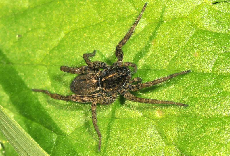 Pardosa sp. - Castelfranco (MO)